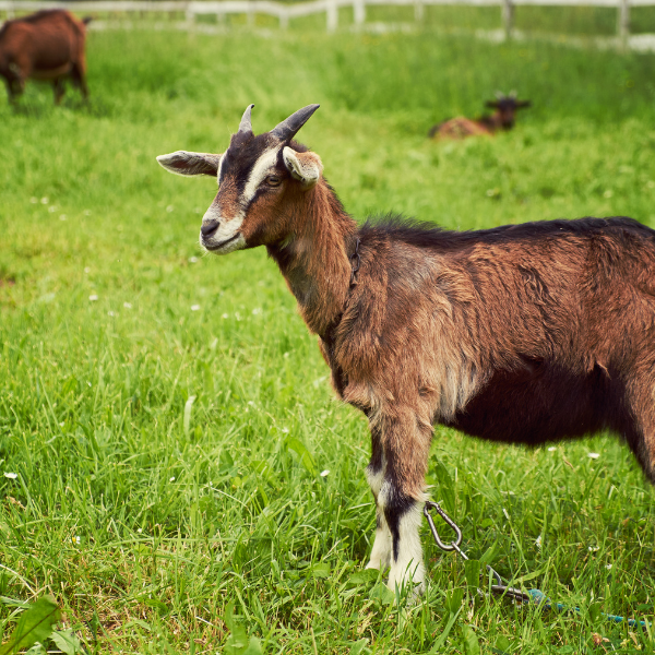Goat Farming