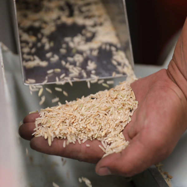 Rice Milling & Processing